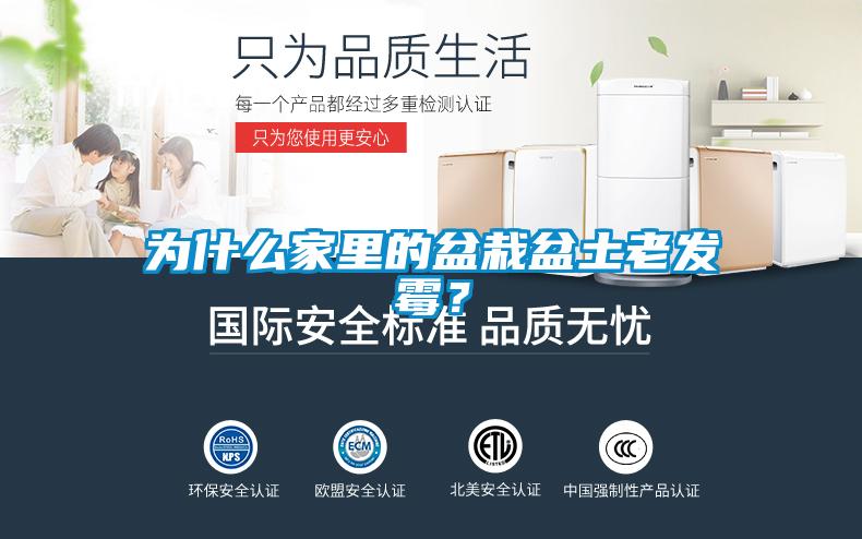 為什么家里的盆栽盆土老發霉？
