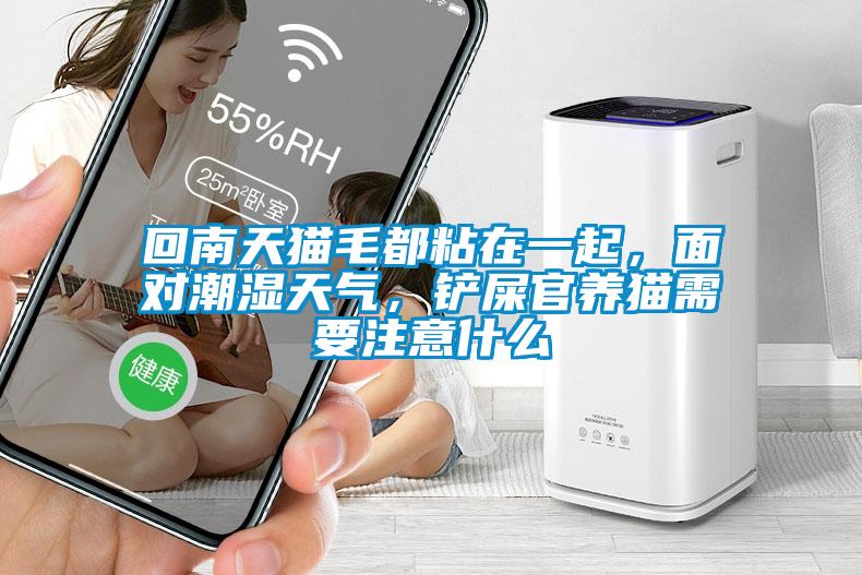 回南天貓毛都粘在一起，面對(duì)潮濕天氣，鏟屎官養(yǎng)貓需要注意什么