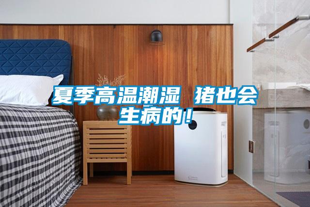 夏季高溫潮濕 豬也會生病的！