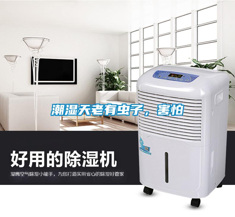 潮濕天老有蟲子，害怕