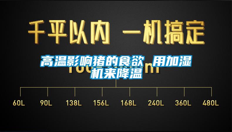 高溫影響豬的食欲 用加濕機來降溫