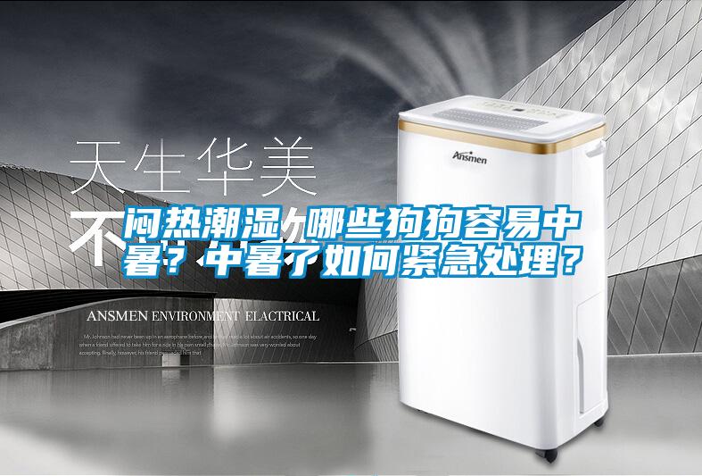 悶熱潮濕 哪些狗狗容易中暑？中暑了如何緊急處理？