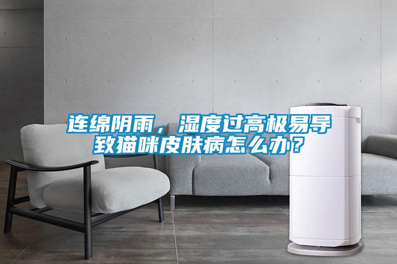 連綿陰雨，濕度過高極易導(dǎo)致貓咪皮膚病怎么辦？