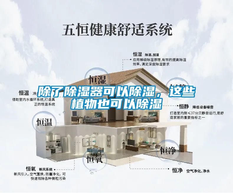 除了除濕器可以除濕，這些植物也可以除濕