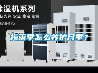 常見問題梅雨季怎么養護月季？