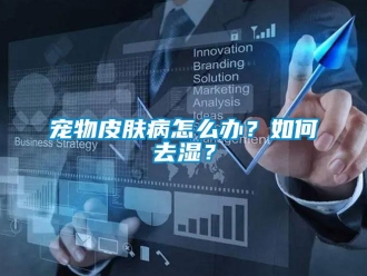 常見問題寵物皮膚病怎么辦？如何去濕？