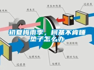 常見問題初夏梅雨季，柯基不肯睡墊子怎么辦