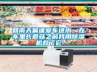 行業新聞回南天偏逢愛車進水，在車里長蘑菇之前我用除濕機救了它