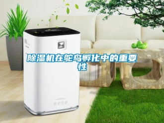 企業新聞除濕機在鴕鳥孵化中的重要性