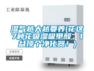 企業新聞濕氣越大越要養(花這7種花吸濕吸甲醛，1盆頂個凈化器！)