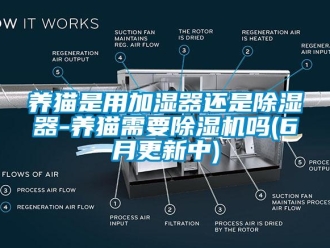 行業(yè)新聞養(yǎng)貓是用加濕器還是除濕器-養(yǎng)貓需要除濕機(jī)嗎(6月更新中)