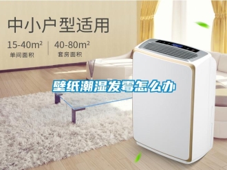 常見問題壁紙潮濕發霉怎么辦