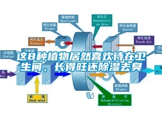 知識百科這8種植物居然喜歡待在衛生間，長得旺還除濕去臭