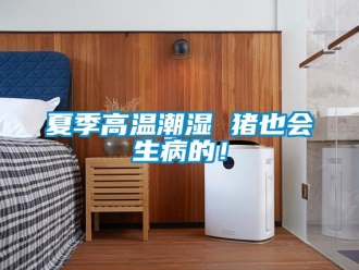 知識百科夏季高溫潮濕 豬也會生病的！