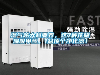 企業新聞濕氣越大越要養，這7種花吸濕吸甲醛，1盆頂個凈化器！